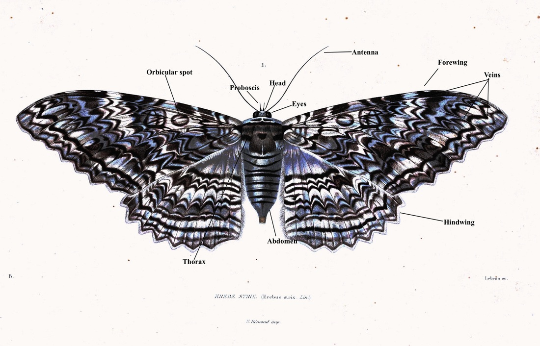 Moths - An Order Of Flight